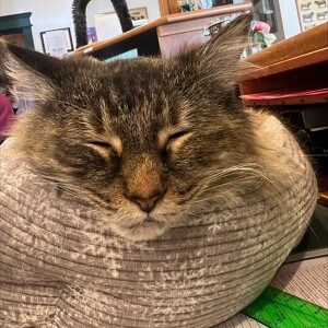 Team Page: Apple Tree Cove Animal Hospital